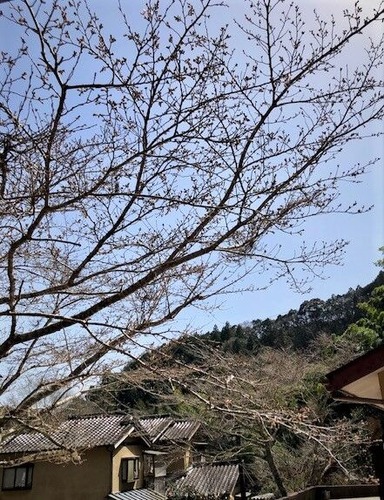 2020桜(あやめ)