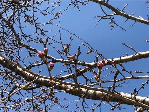 2020桜