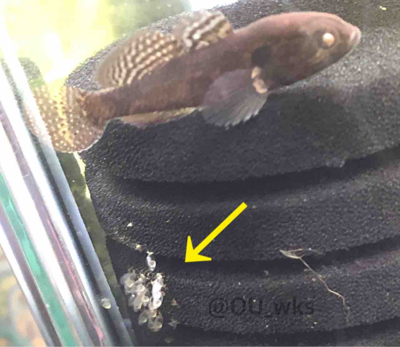 オレンジゴビーの繁殖記録 産卵の確認 飼育記録とか オレンジゴビーの繁殖記録 産卵の確認 飼育記録とか