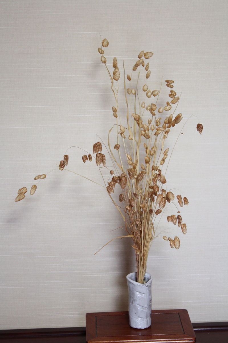 最大91 Offクーポン 小判草 ドライフラワー 種 植物