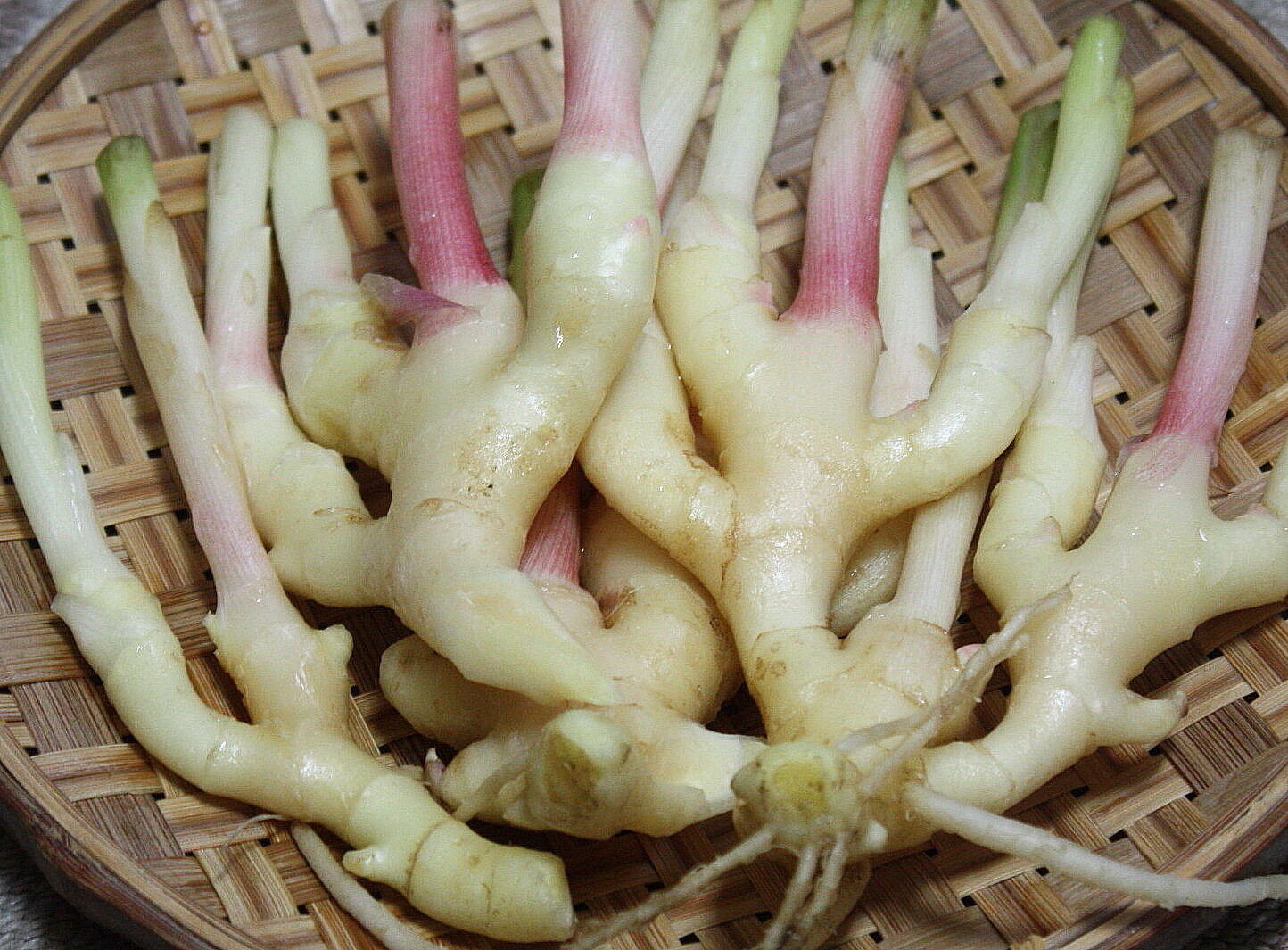 葉生姜 谷中生姜 の酢漬け ついでの折 お立ち寄りください