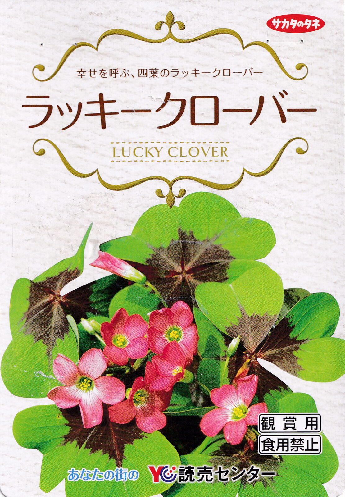 花の球根 ラッキークローバー ６月 ついでの折 お立ち寄りください