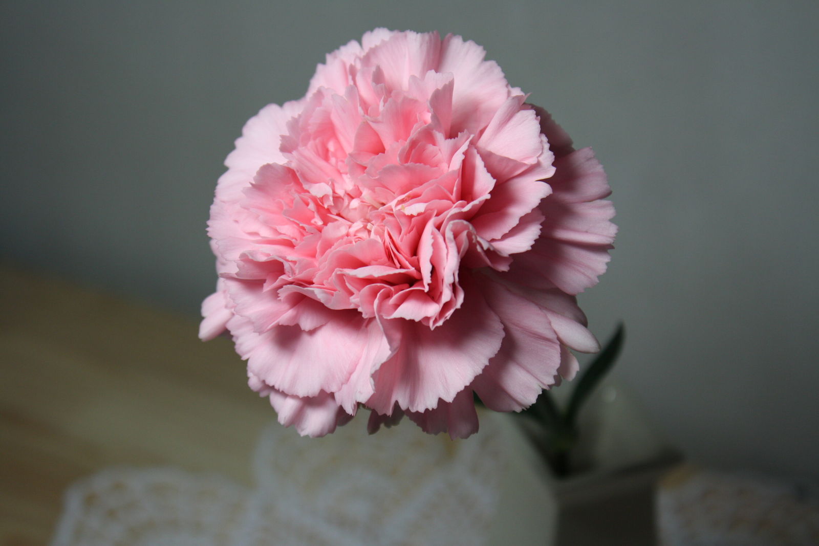 カーネーションを挿し芽したのですが ついでの折 お立ち寄りください