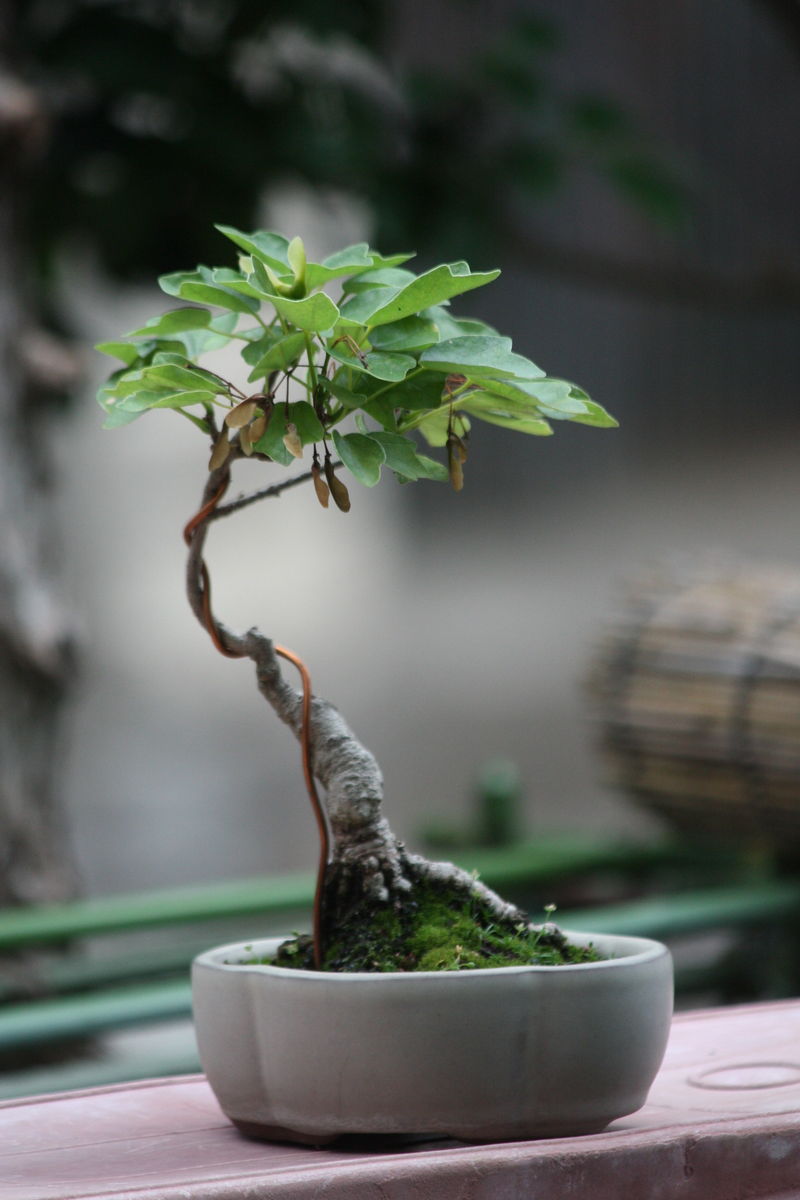 宮様カエデ ミニ盆栽 宮様カエデ ミニ盆栽