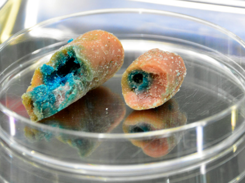 和歌山市 路上に落ちていた メソミル入りのソーセージを食べた犬が死亡 和歌山県の地元ニュース速報