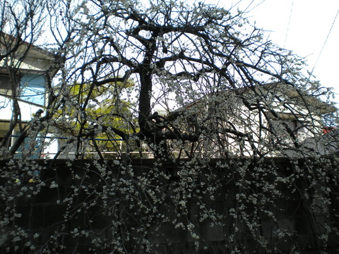 DSCN0634