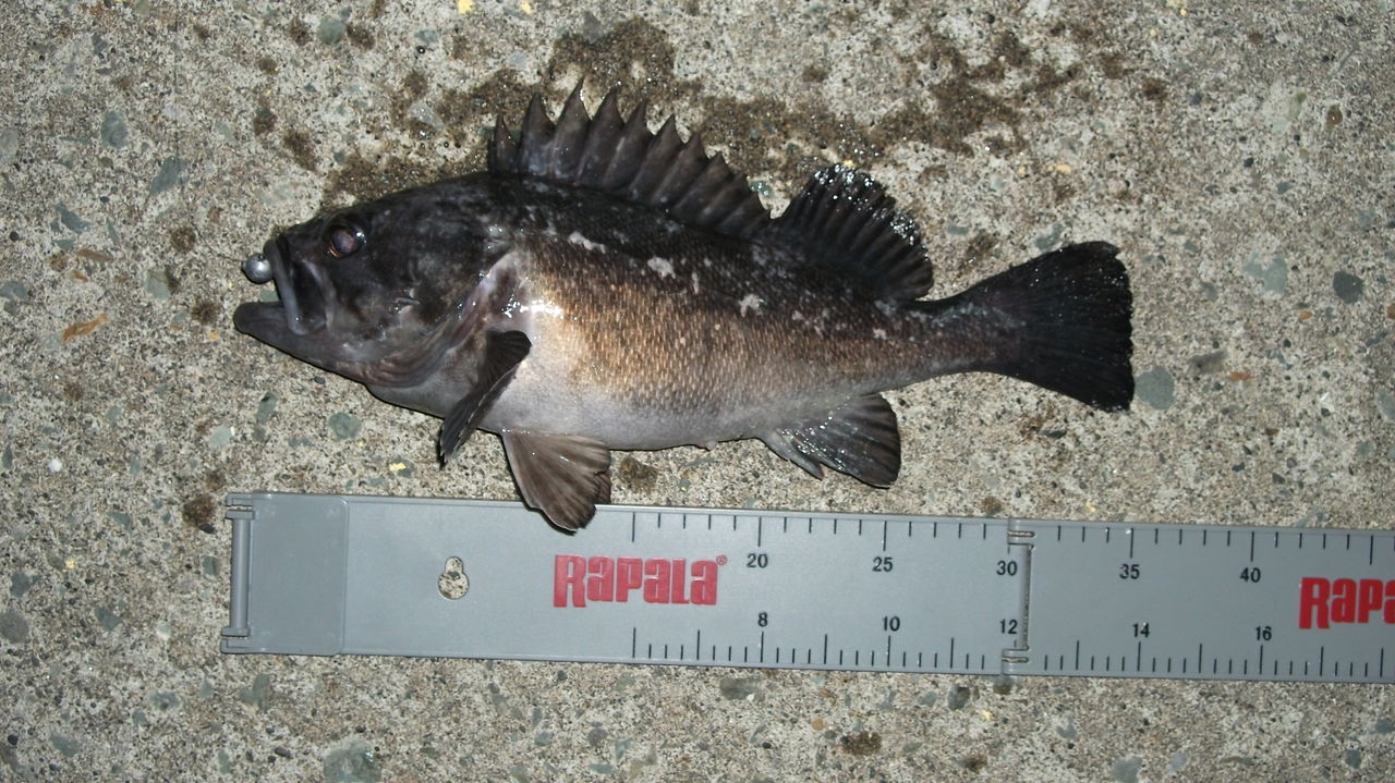 ロックフィッシュ最盛期突入 道北の釣りバカ