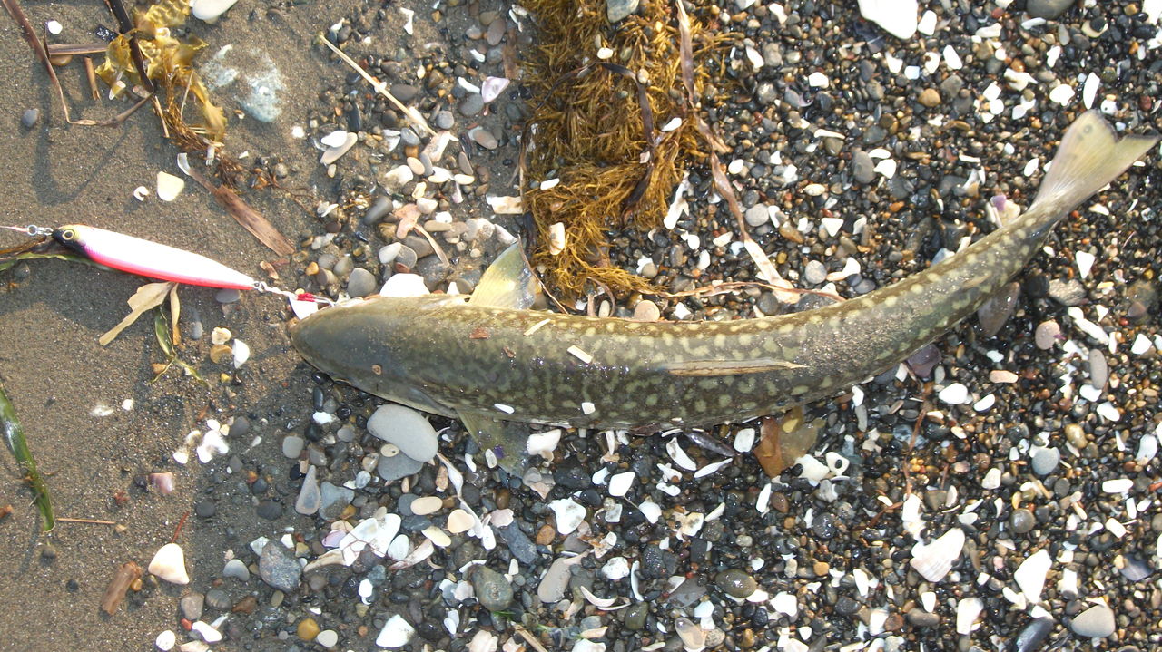 道北の釣りバカ 道北の釣りバカ