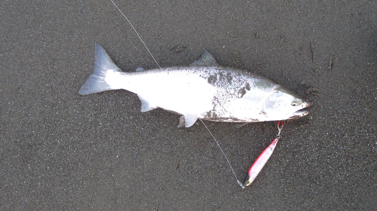サクラは咲いたが まだまだ3分咲きくらい 道北の釣りバカ サクラは咲いたが まだまだ3分咲きくらい 道北の釣りバカ