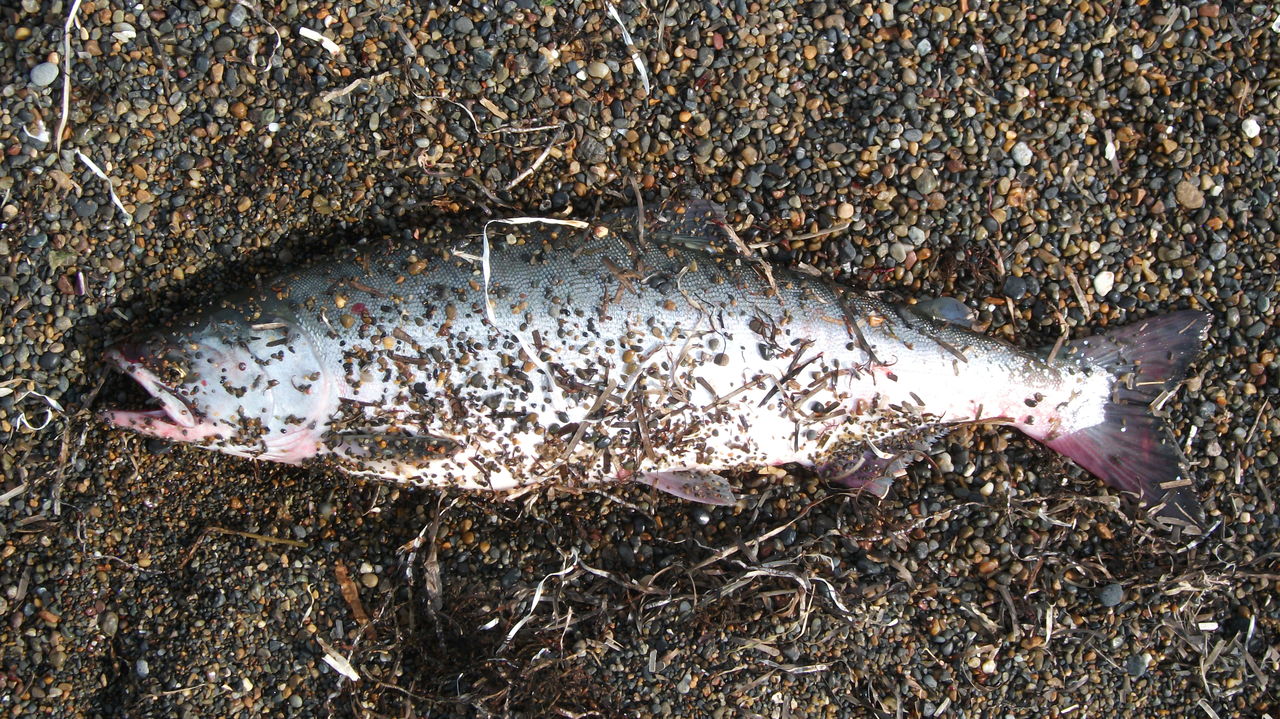 今年初カラフトマス 道北の釣りバカ 今年初カラフトマス 道北の釣りバカ