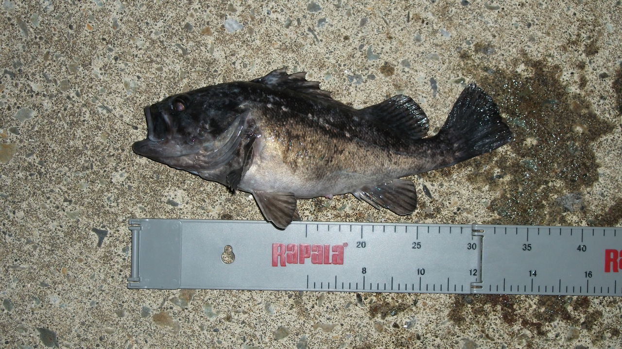 ロックフィッシュ最盛期突入 道北の釣りバカ