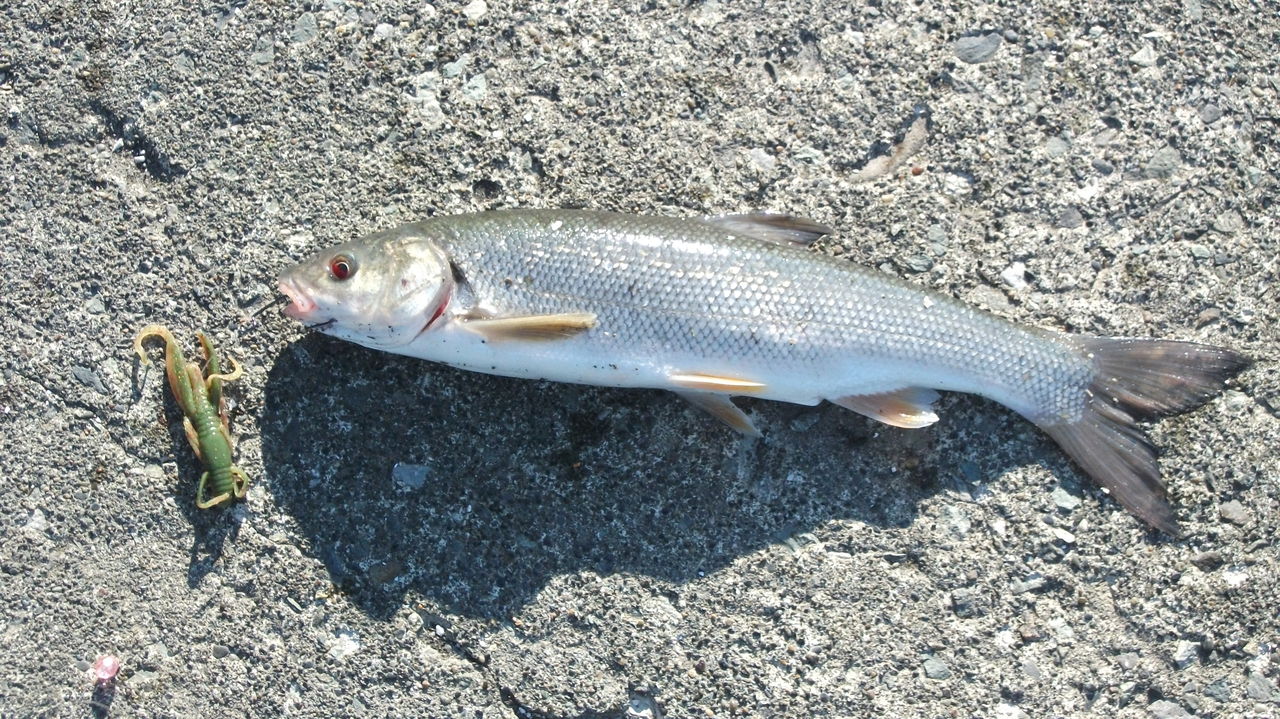 ぜんぜん釣れてませんが、たまってる分を・・・・・ : 道北の釣りバカ