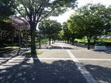 伊勢原総合公園藤棚