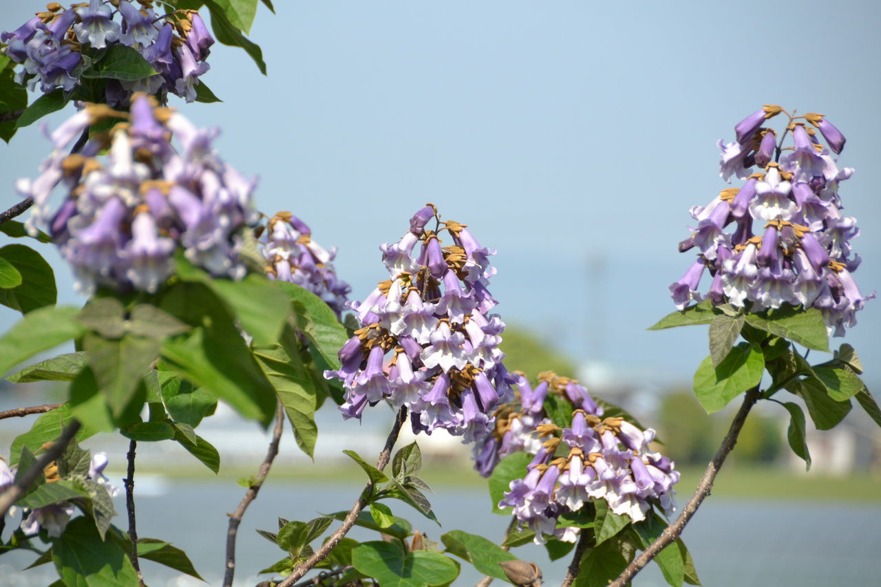 桐の花フリー画像 – 桐の花 イラスト 透過 | 桐の花 桐 花の写真素材 – SJFQ