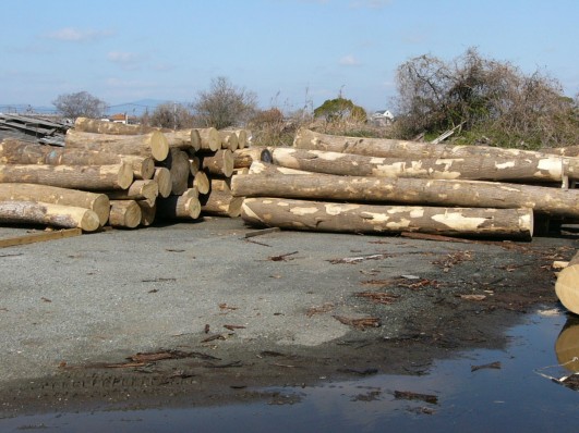 桐の原木 : 桐たんす百報(総桐箪笥和光) 