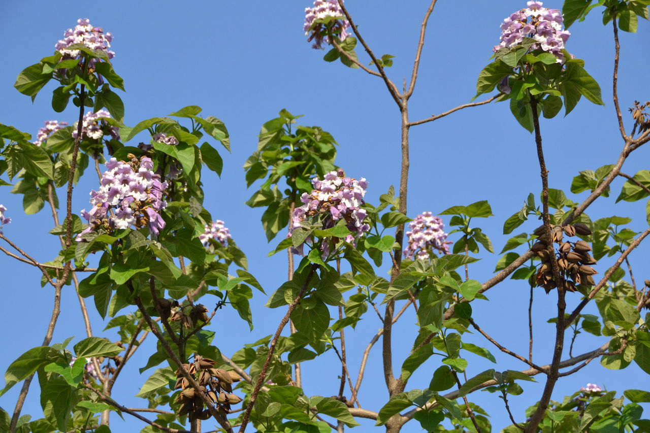 桐の花季節 _ 桐の白い花の種類 – VISHUJI