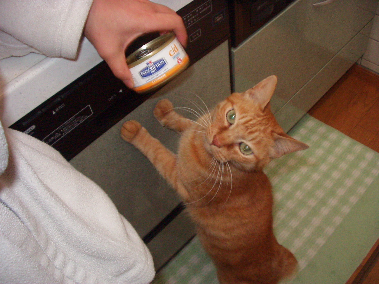 和光市 井口獣医科院 記者 ちゃた 和光市 朝霞市info エリア情報