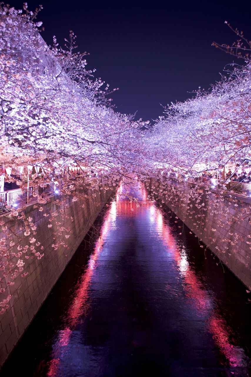 パノラマ窓仕様 輝く川面 東京都目黒川の夜桜ライトアップ さくら 壁紙ポスター Hot Market
