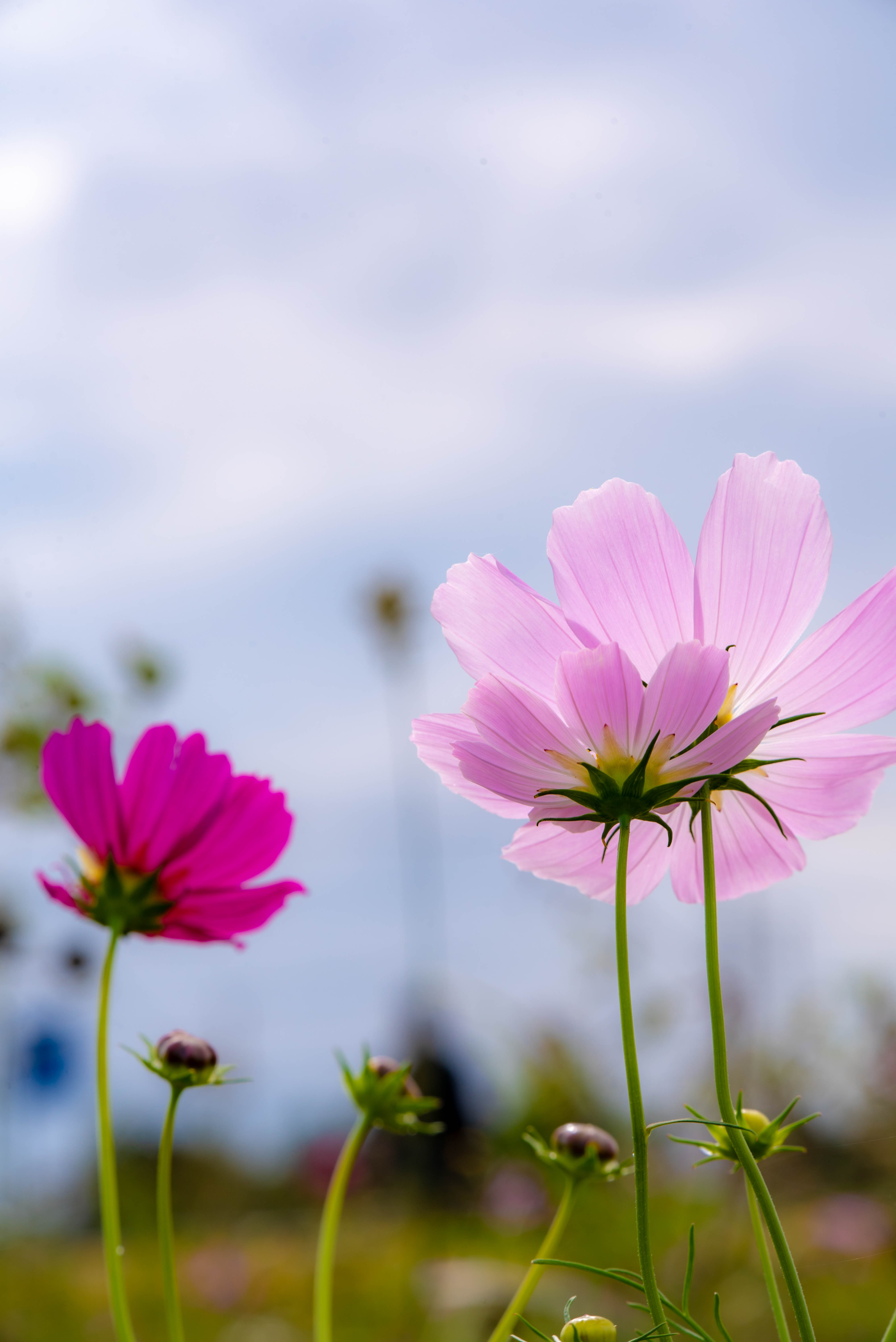 秋の吉見町でコスモスと気球を撮る 東京寫眞