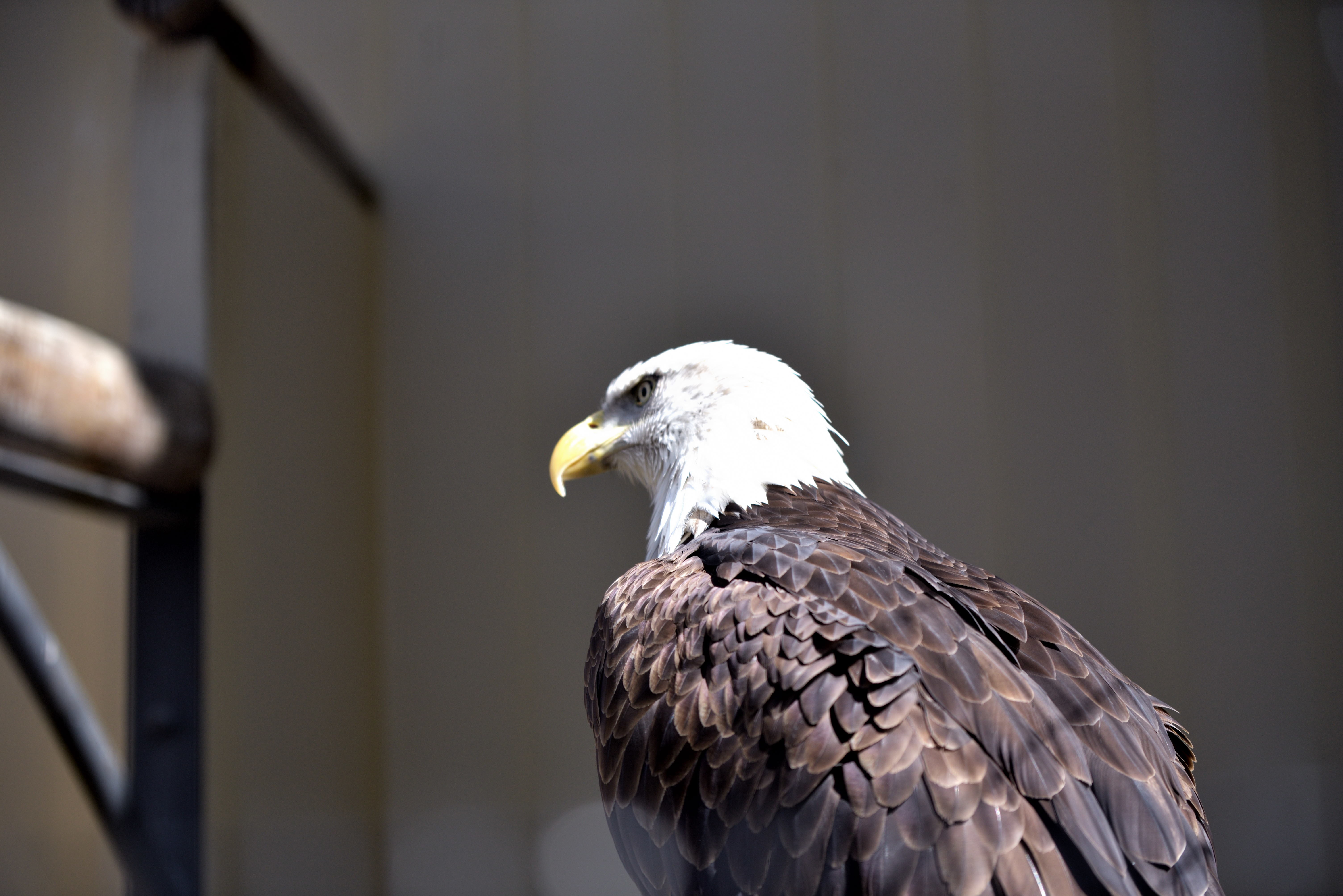 冬の日本平動物園に行く 東京寫眞 冬の日本平動物園に行く 東京寫眞