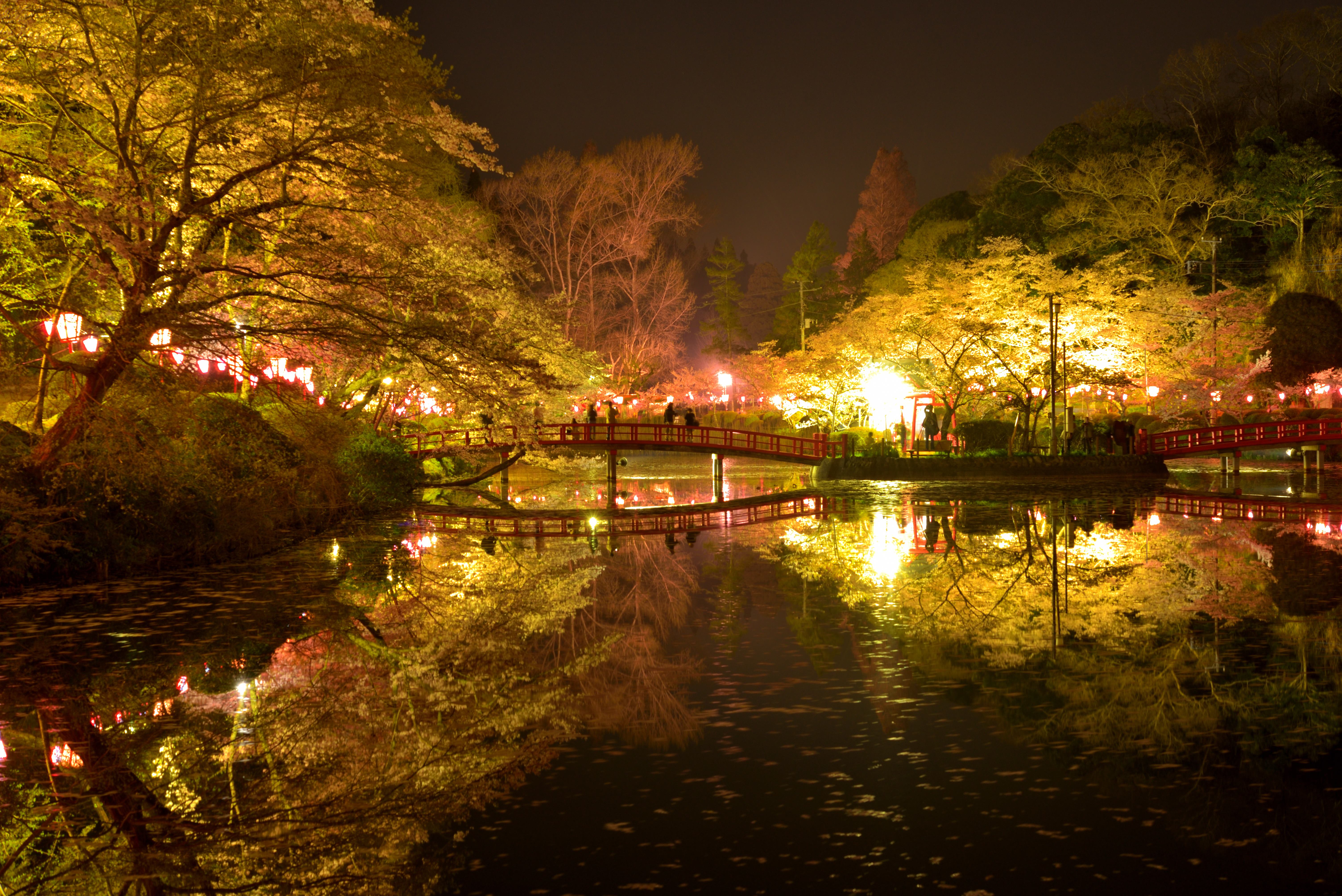 茂原公園で幻想的な桜のライトアップを撮る 東京寫眞
