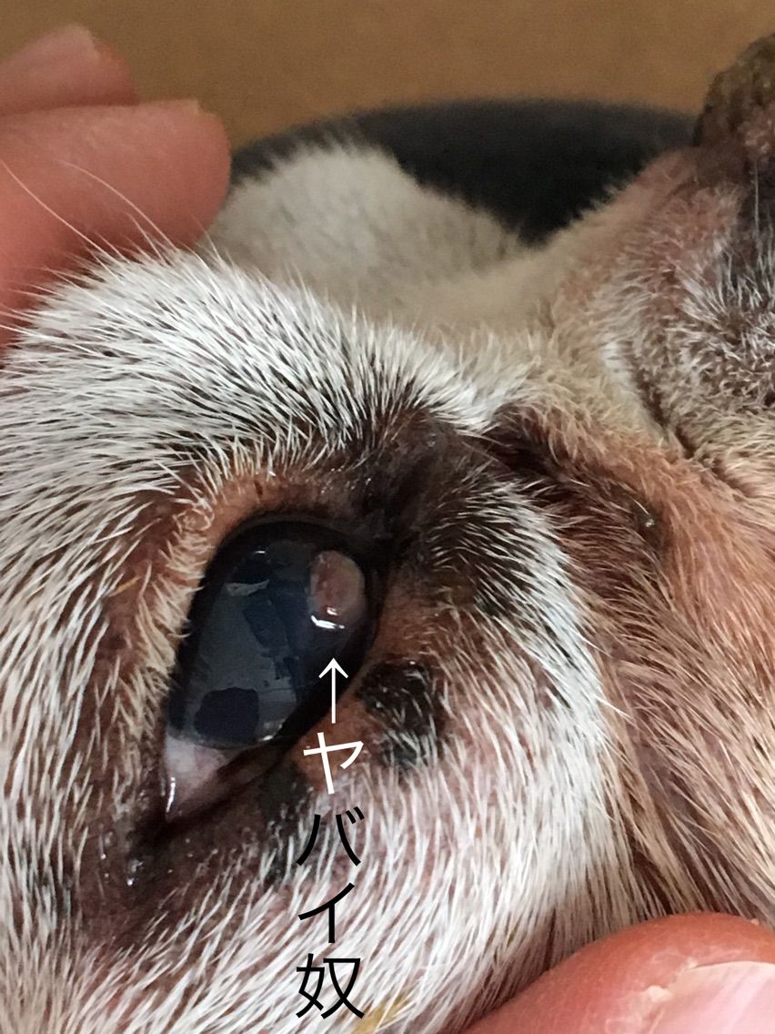 相方犬の角膜穿孔 Tonoちゃんのおなかの調子