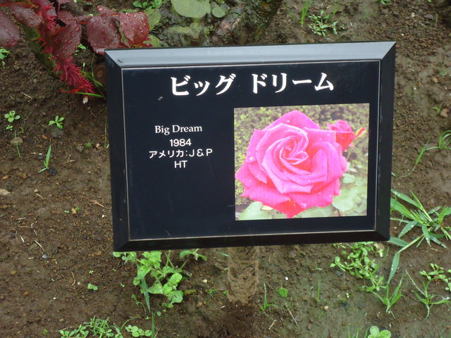 DSC00568