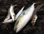 hamachi