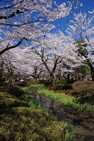 兼六園桜