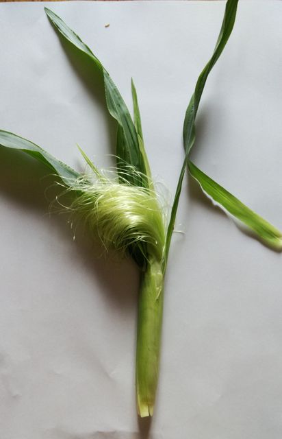 とうもろこしのひげ よこてわくわく科学工房