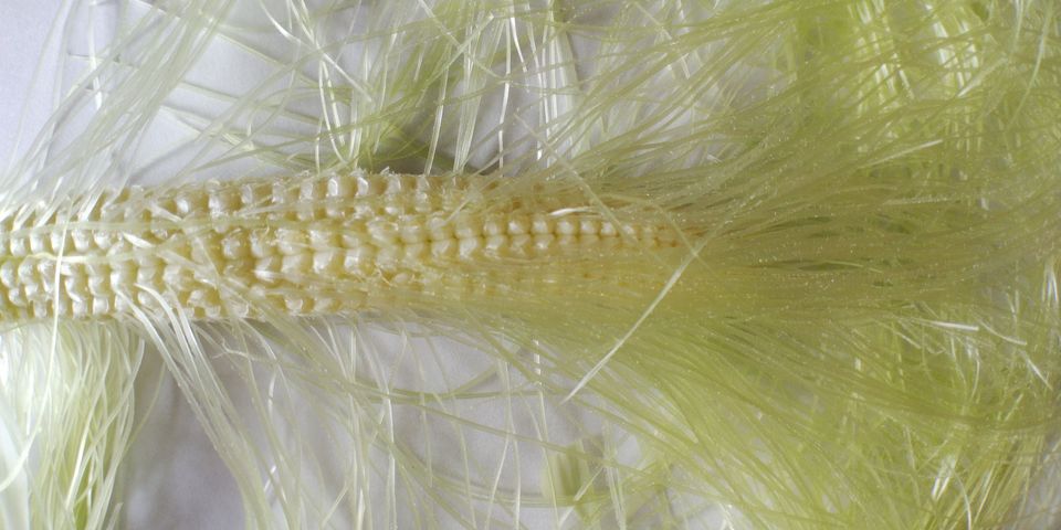 とうもろこしのひげ よこてわくわく科学工房