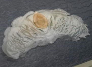 植物の戦略 空飛ぶ種子ver4 酒井 浩 よこてわくわく科学工房