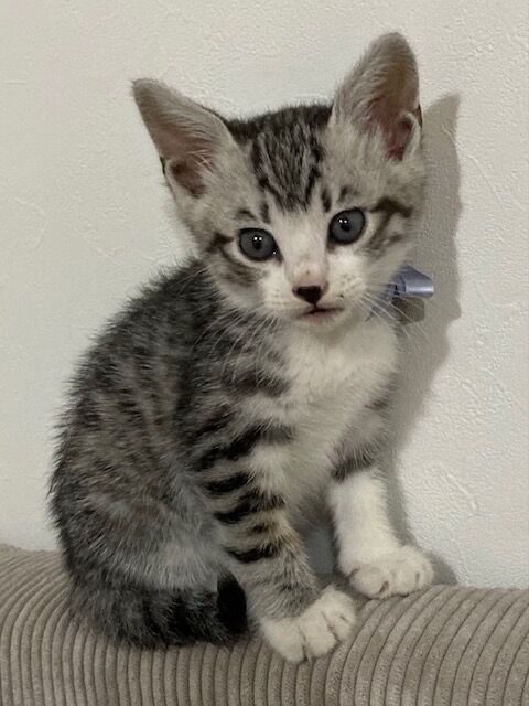ねこ