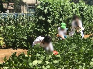 edamame1