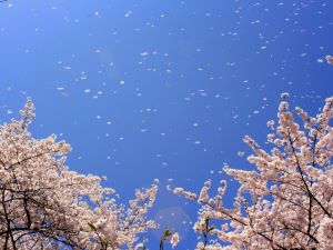 sakura