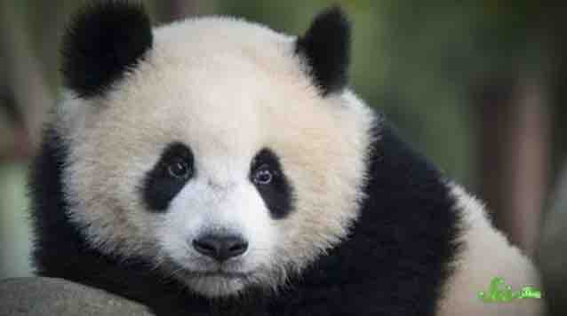 パンダはなぜ白黒模様なのか 好奇心旺盛な代の徒然ブログ