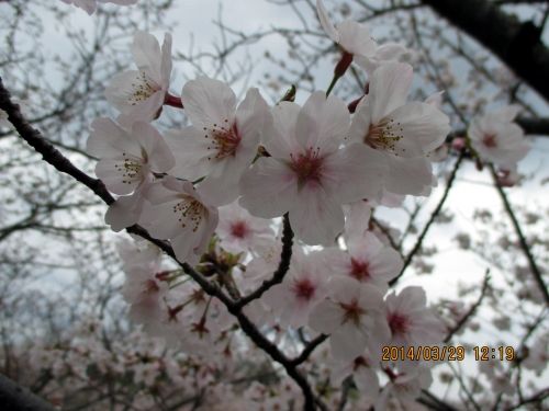 和歌山県白浜町 平草原公園のさくら祭り 毎日 一万歩ウォーキングするブログ 普段着ウォーカー