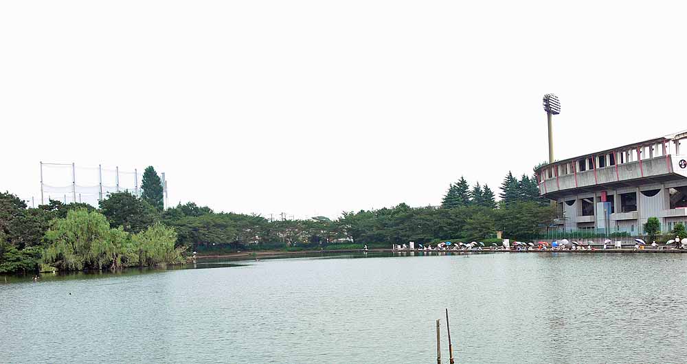 釣り池のカワセミ 等々力緑地 カワセミ ビブリオテカ 釣り池のカワセミ 等々力緑地 カワセミ ビブリオテカ