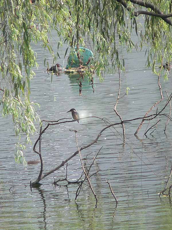 釣り池のカワセミ 等々力緑地 カワセミ ビブリオテカ 釣り池のカワセミ 等々力緑地 カワセミ ビブリオテカ