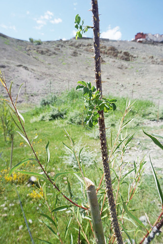 CL2_DSC04809