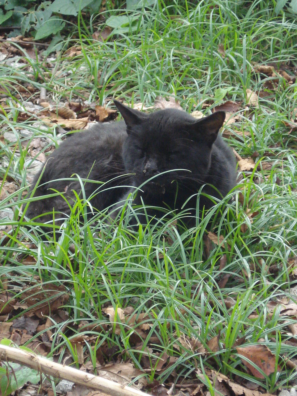 動物虐待とその昔の「猫の祟り伝説」 : カフェ・ド・ワルツの招き猫