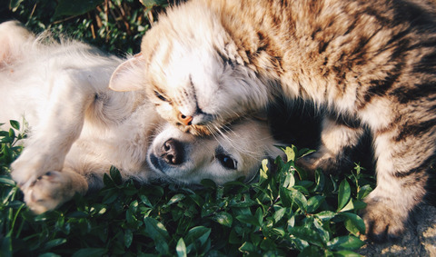 犬と猫