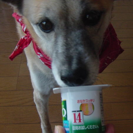 犬も人も14日間 うちのコ only ワンコ 犬も人も14日間 うちのコ only ワンコ