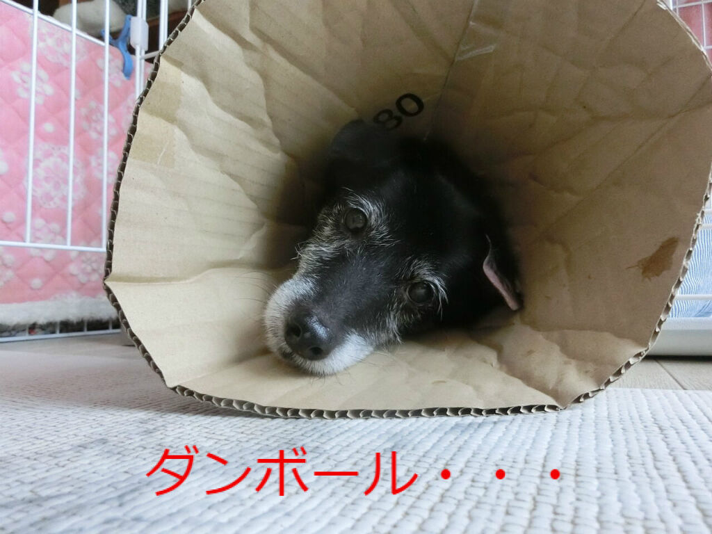 アークのエリザベスカラー Reramama Diary