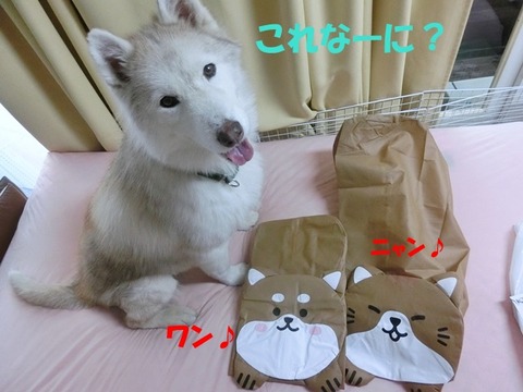 CIMG8537 - コピー