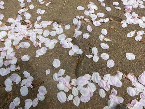 CIMG5596 - コピー