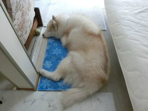 BlogPaint