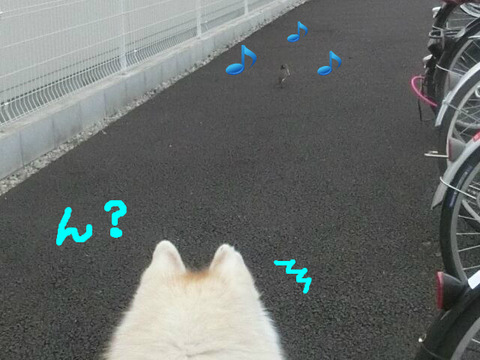BlogPaint