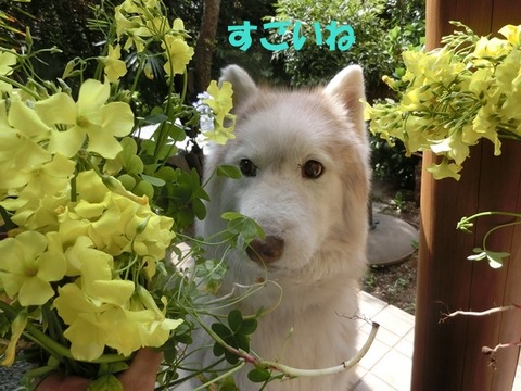 CIMG9387 - コピー