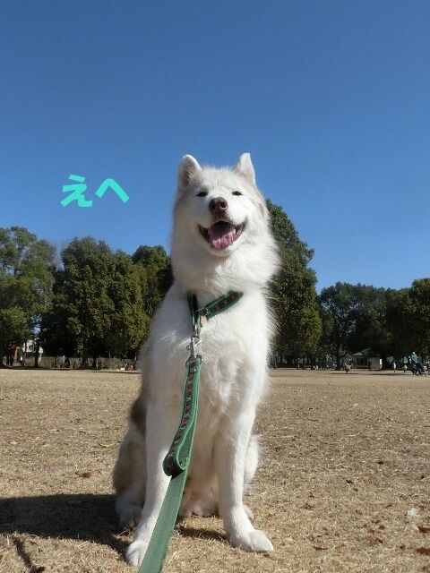 CIMG8556 - コピー